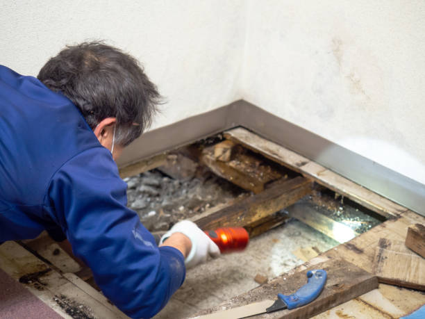 Best White Mold Remediation in Bedford, TX