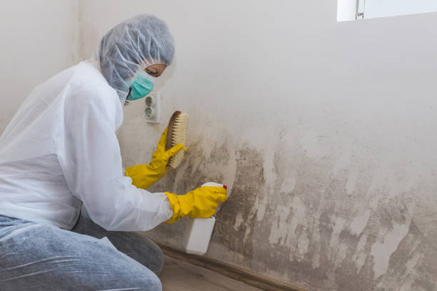 Best Residential Mold Remediation in Bedford, TX