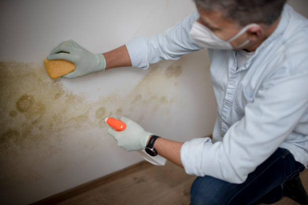 Best Commercial Mold Remediation in Bedford, TX