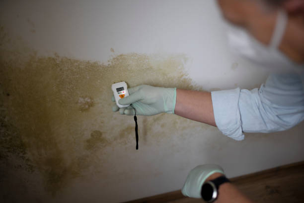 Best Crawl Space Mold Remediation in Bedford, TX