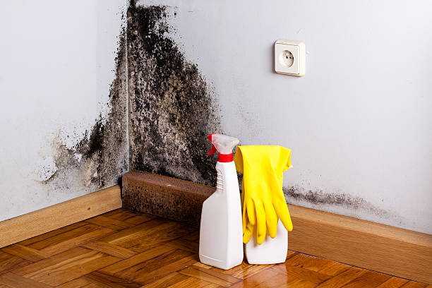 Best Kitchen Mold Remediation in Bedford, TX